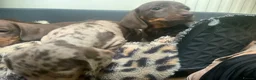 Miniature Dachshund dogs for sale: Funny happy miniature dachshund puppies - Advert 9