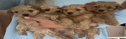 Maltipoo dogs for sale: ✨ 1 MALE LEFT Tiny Asian F1B Maltipoo Puppies ✨ - Advert 1