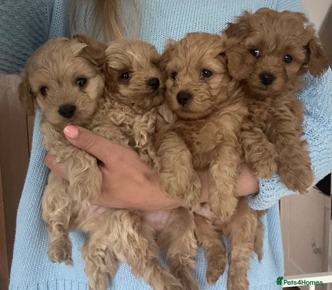 Maltipoo dogs for sale: ✨ 1 MALE LEFT Tiny Asian F1B Maltipoo Puppies ✨ - Advert 1