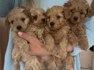 Maltipoo dogs ✨ Tiny Asian F1B Maltipoo Puppies ✨ - Advert 5