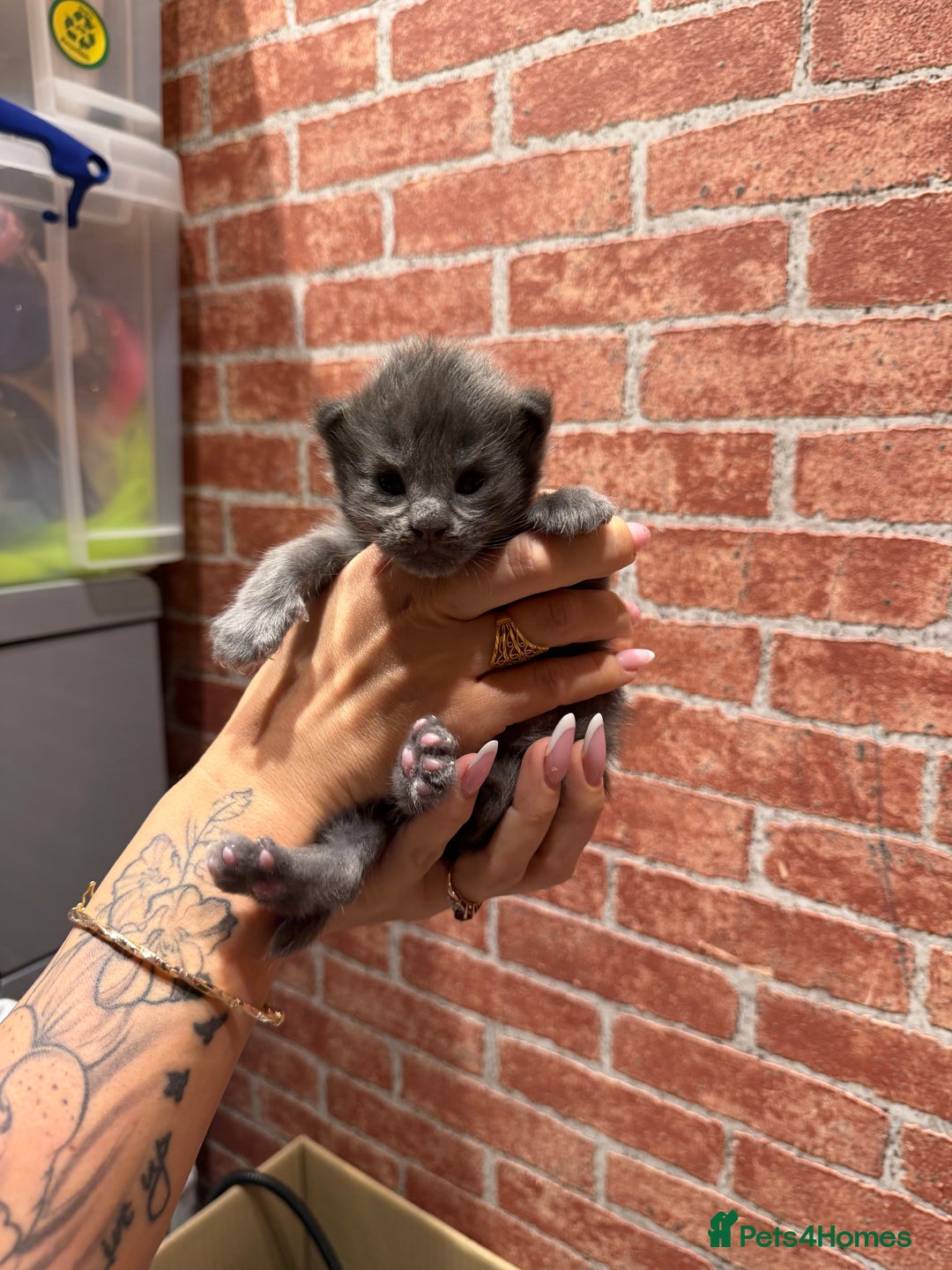 Maine Coon cats for sale: XXL MAINECOON MALE KITTENS  - Advert 2