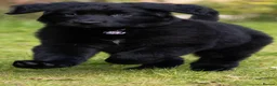 German Shepherd dogs for stud: PROVEN..Beautiful German shepherd for STUD - Advert 7