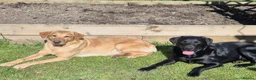 Labrador Retriever dogs for sale: FTCHxFTCH pups, internationally acclaimed parents in Belford - Advert 3