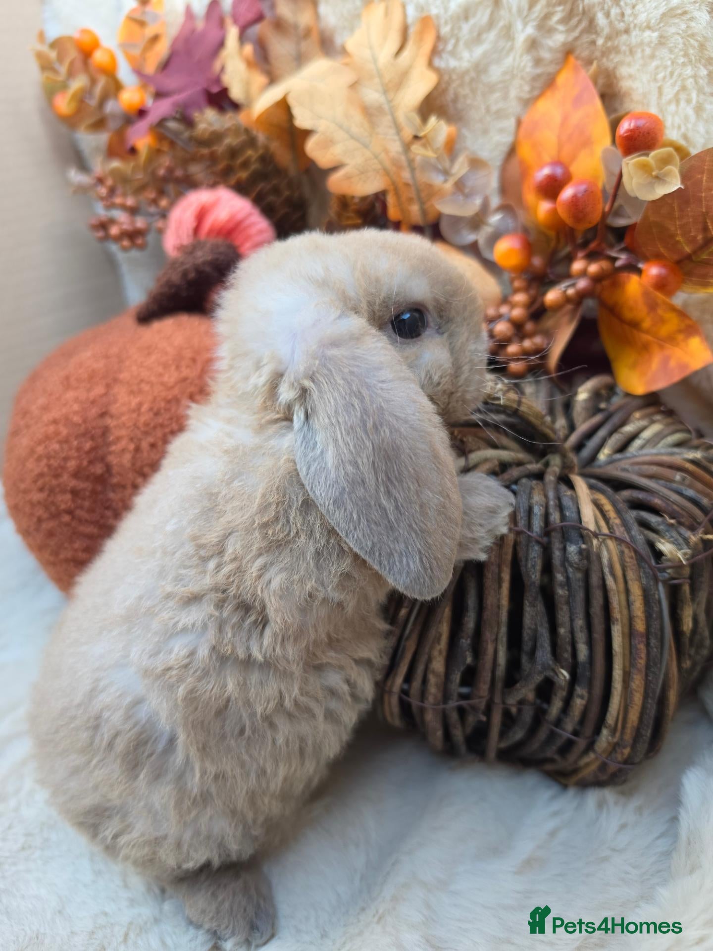 Mini Lop rabbits Gorgeous mini plush lops - Advert 2