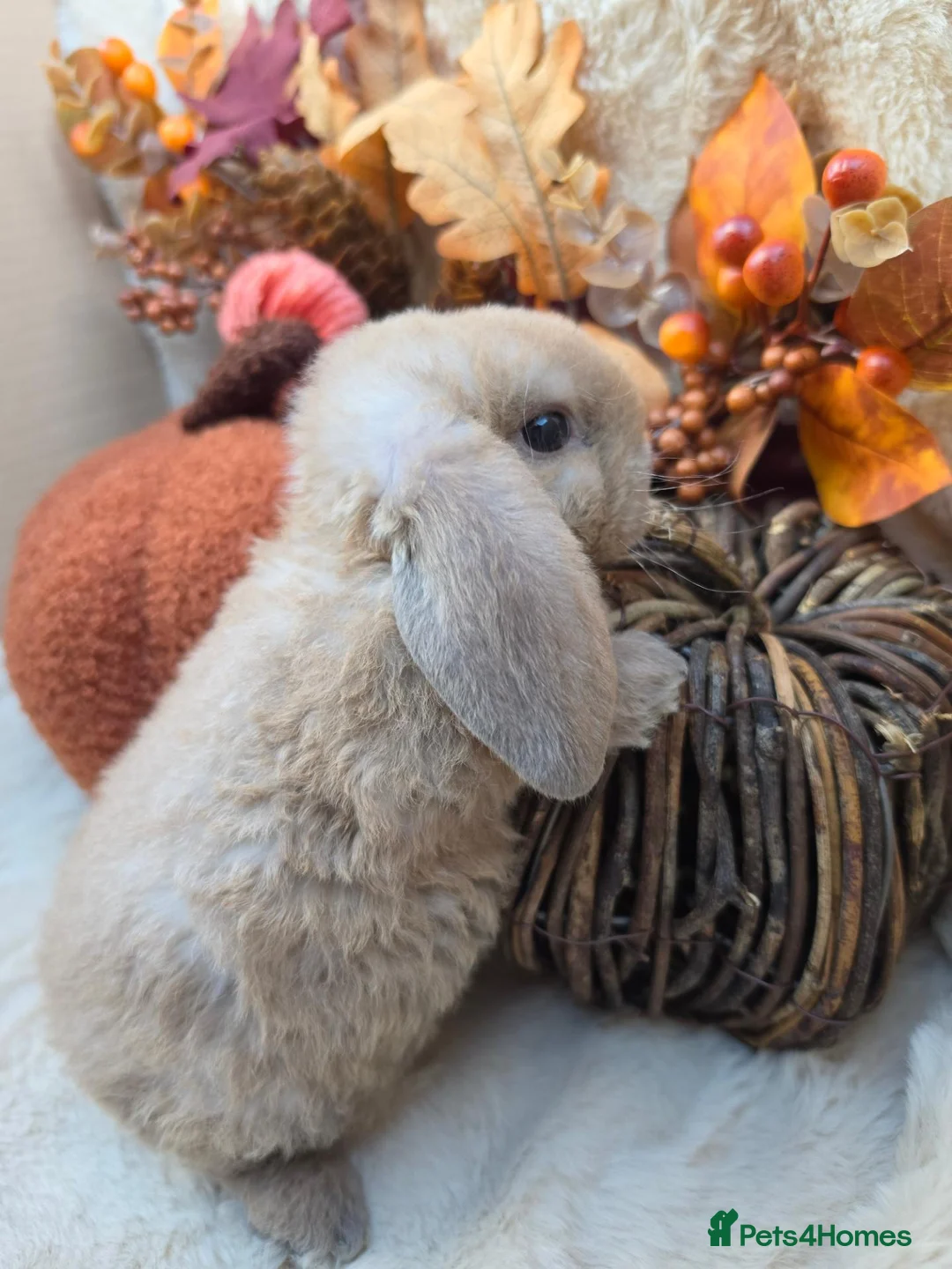 Mini Lop rabbits for sale: Gorgeous mini plush lops - Advert 2