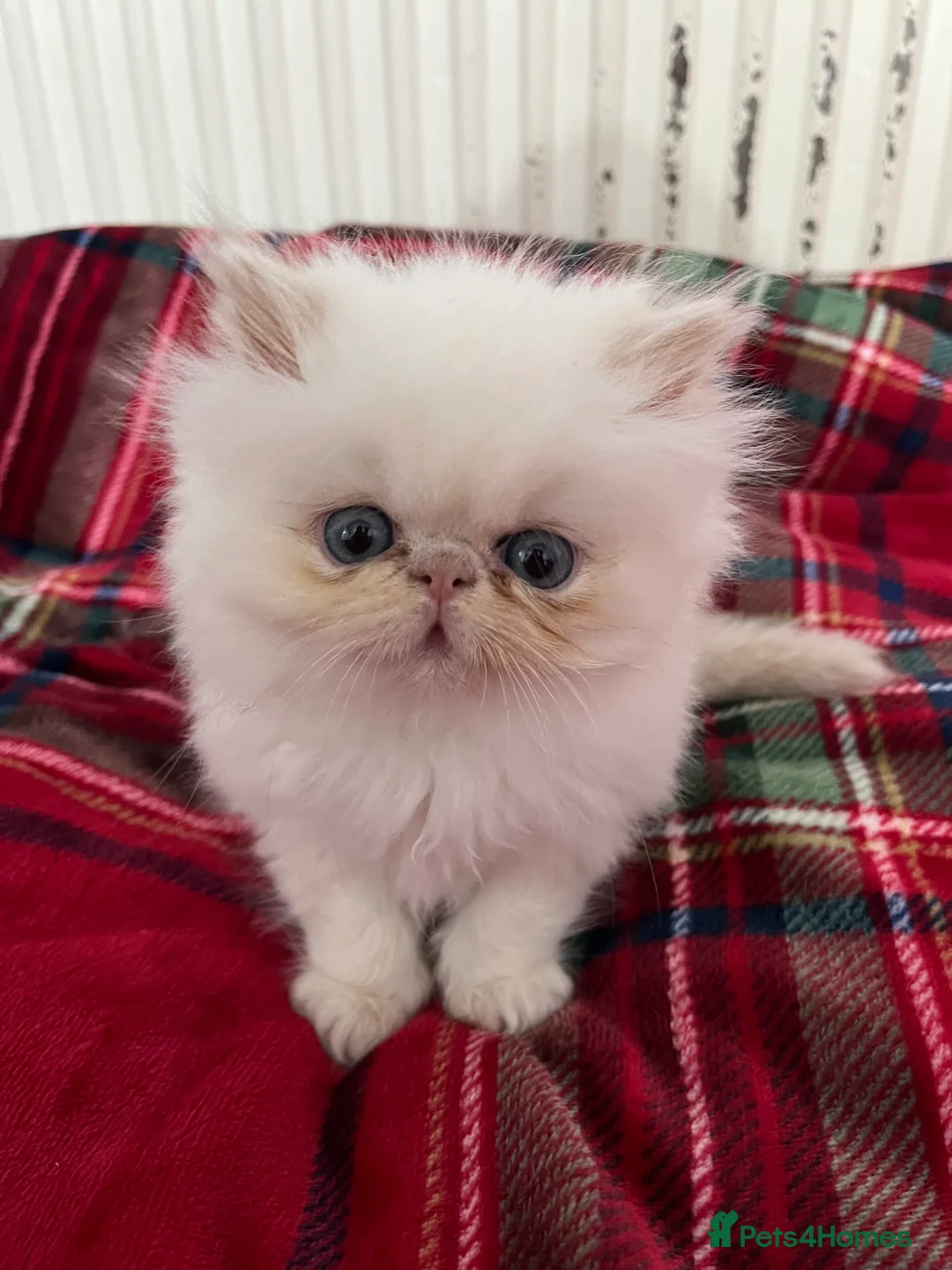 Persian cats for sale: Pedigree Persian Kittens for Sale - Advert 8