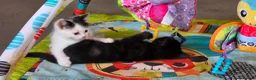 Mixed Breed cats for sale: Adorable Kittens Ready for their forever Homes - Advert 10