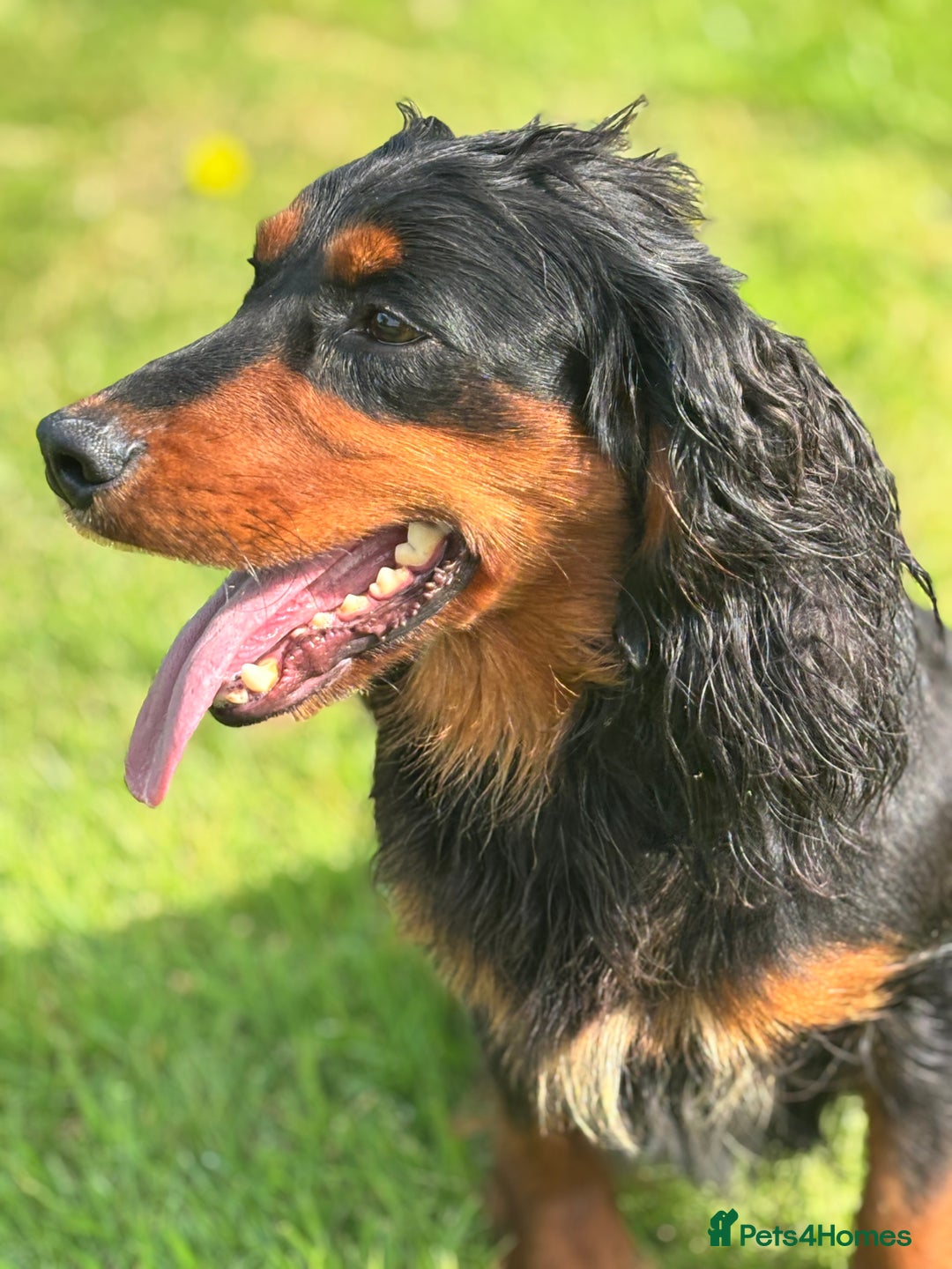 Cocker Spaniel dogs for stud: KC registered Champion bred working cocker  in Middlewich - Image 26