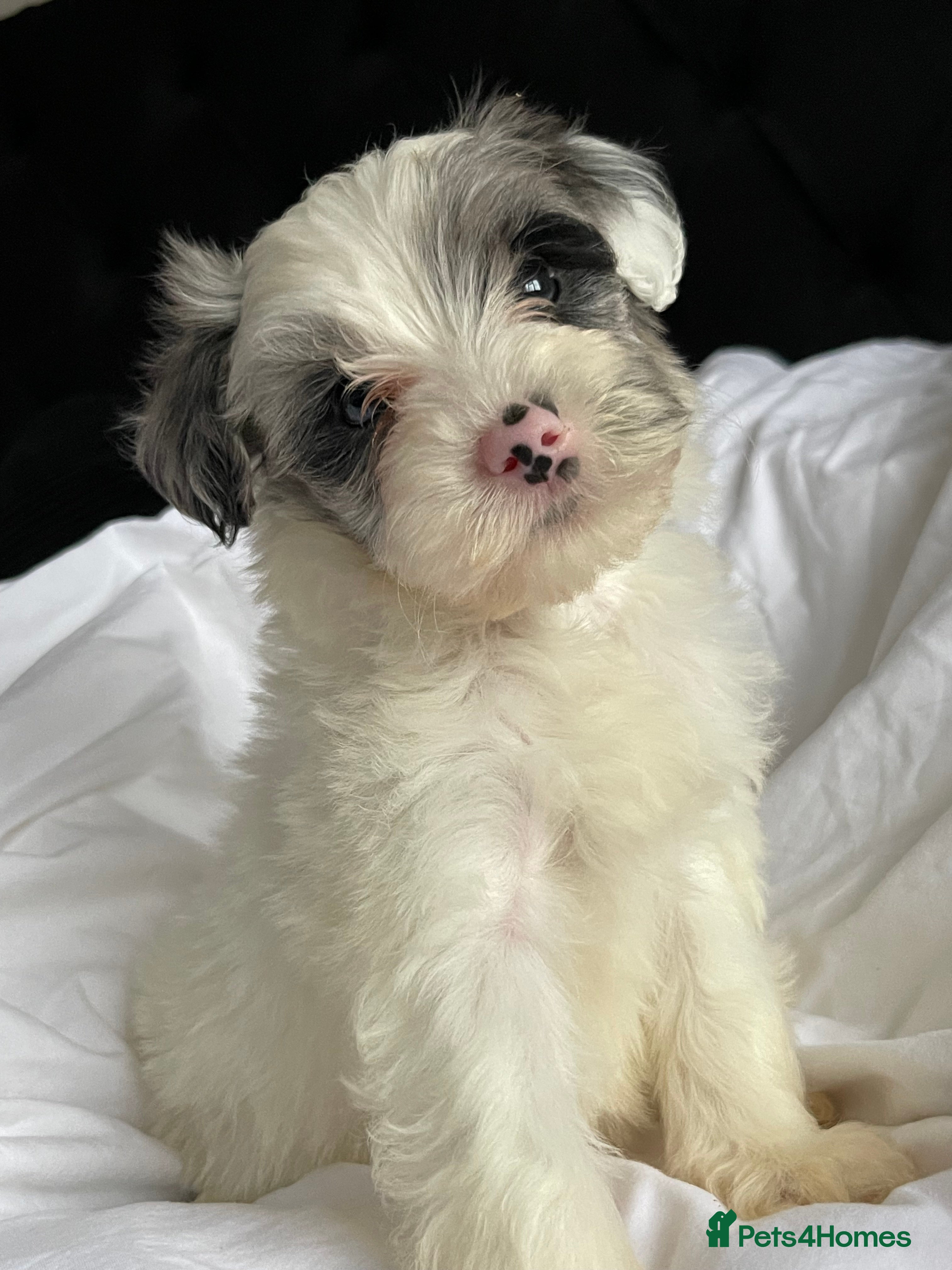 Yorkshire Terrier dogs Yorkshire terriers biewer  - Advert 15