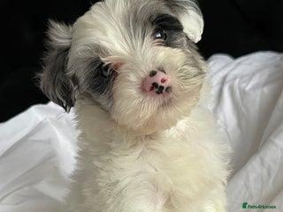 Yorkshire Terrier dogs Yorkshire terriers biewer - Advert 5