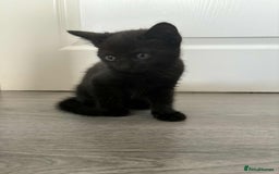 Bombay cats for sale: Two Bombay mix kittens - Image 6