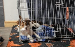 Border Collie dogs for sale: Red white border collies  - Image 2