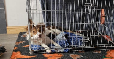 Border Collie dogs - Advert 12