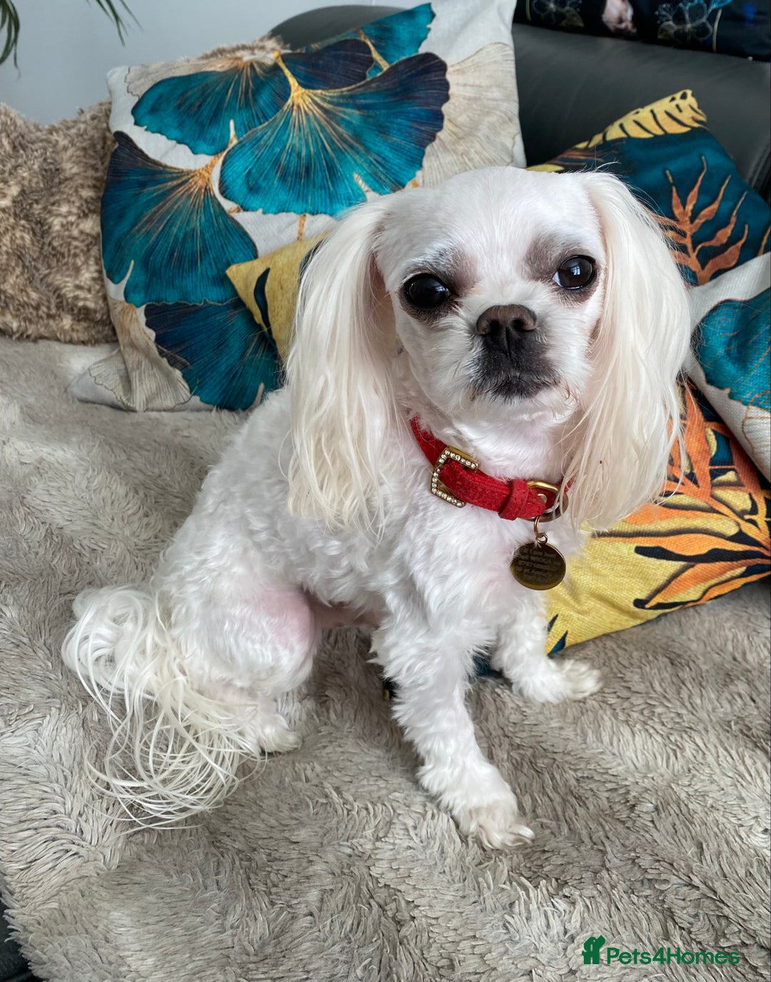 Maltese dogs for stud: 🌟Stunning KC Reg Korean Maltese boy for STUD in Waltham Cross - Image 8