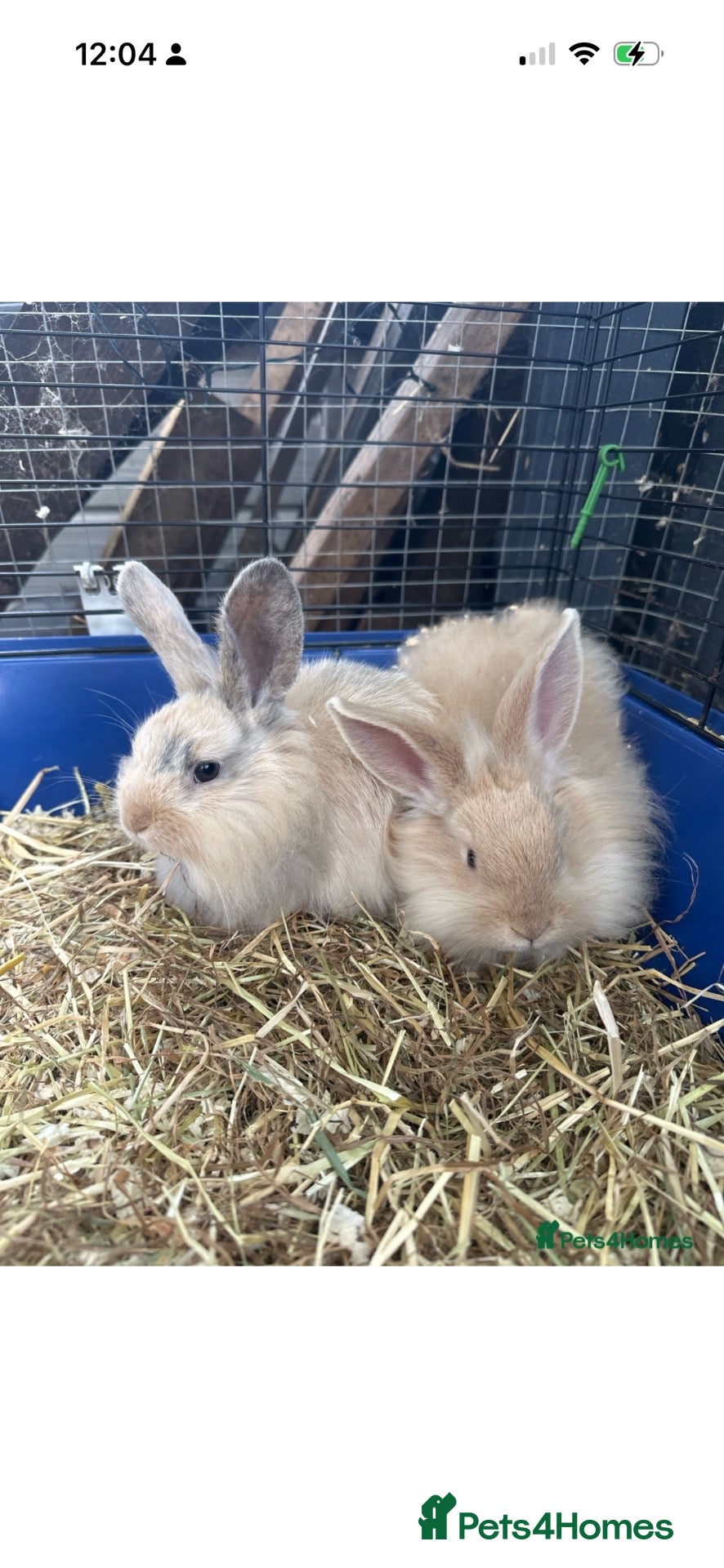 Mixed Breed rabbits Mixed rabbits  - Advert 22