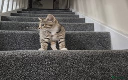 Domestic Shorthair cats for sale: Friendly and Playful Tabby Kitten - Image 6
