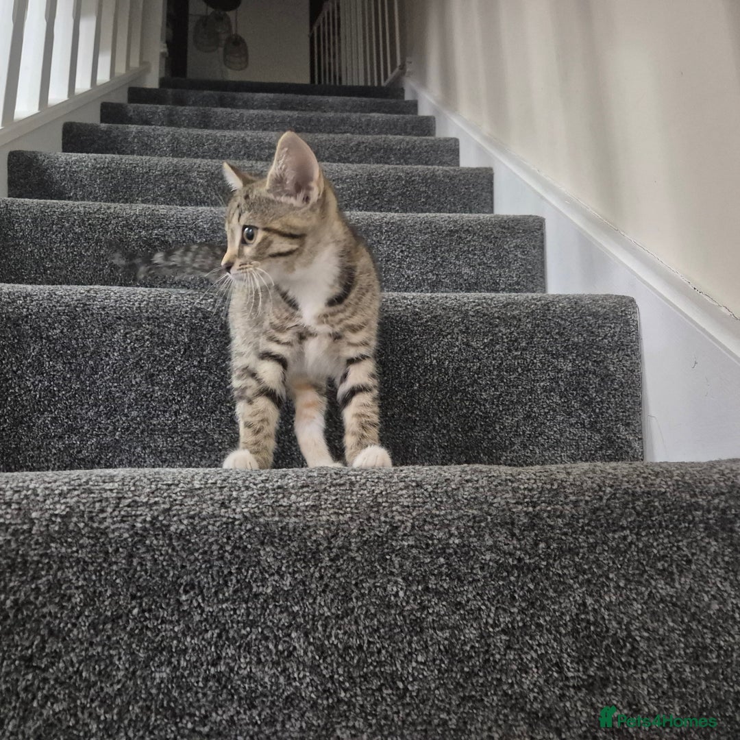 Domestic Shorthair cats for sale: Friendly and Playful Tabby Kitten - Image 6