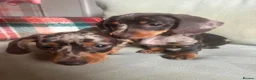 Miniature Dachshund dogs for sale: 4 miniature dachshunds - Advert 15