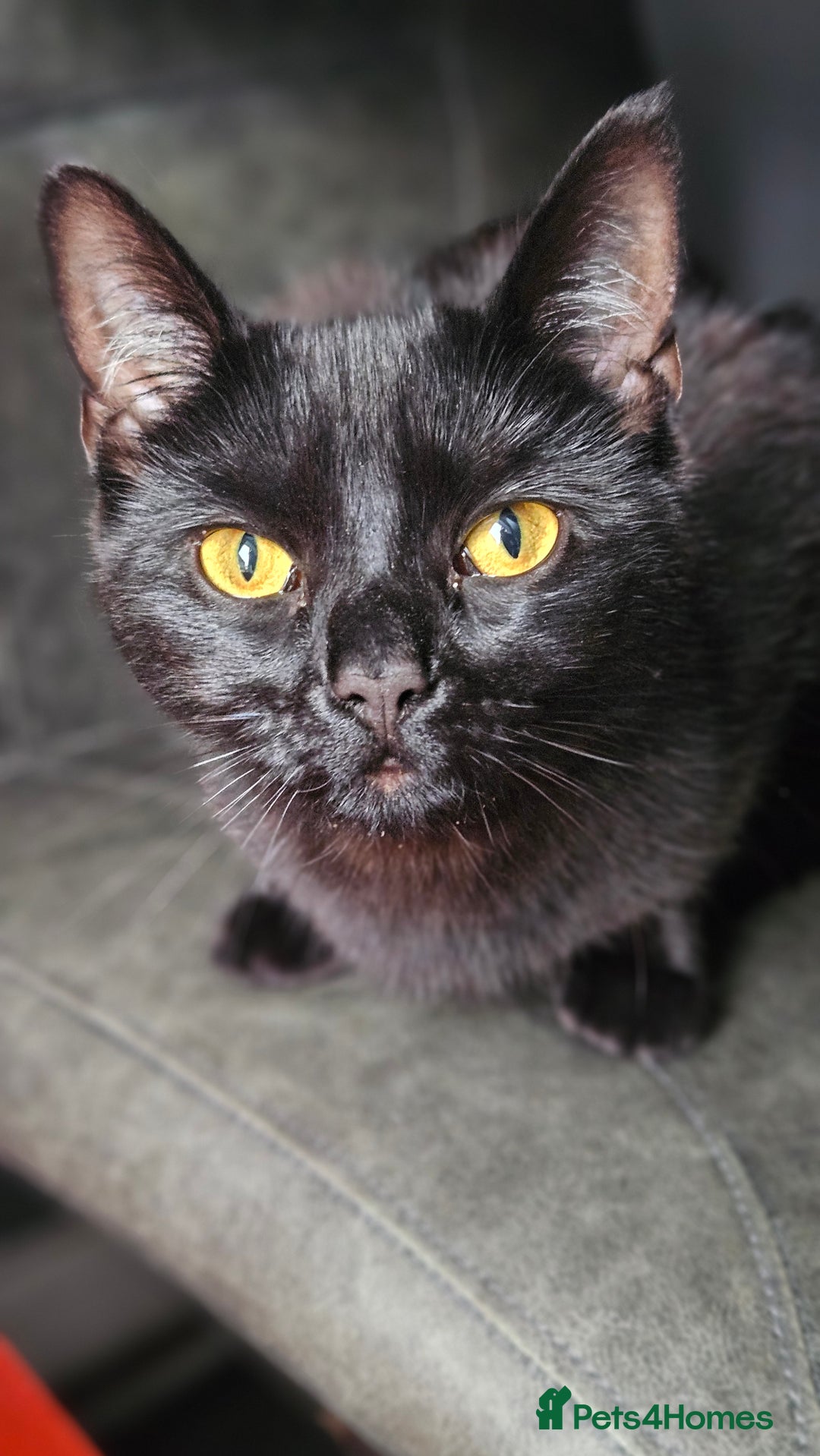 Bombay cats for sale: Rehoming our beloved Nala. 1yr old neutered female - Image 2