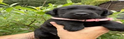 Labrador Retriever dogs for sale: Beautiful KC Black Labrador Retriever Puppies  - Advert 15
