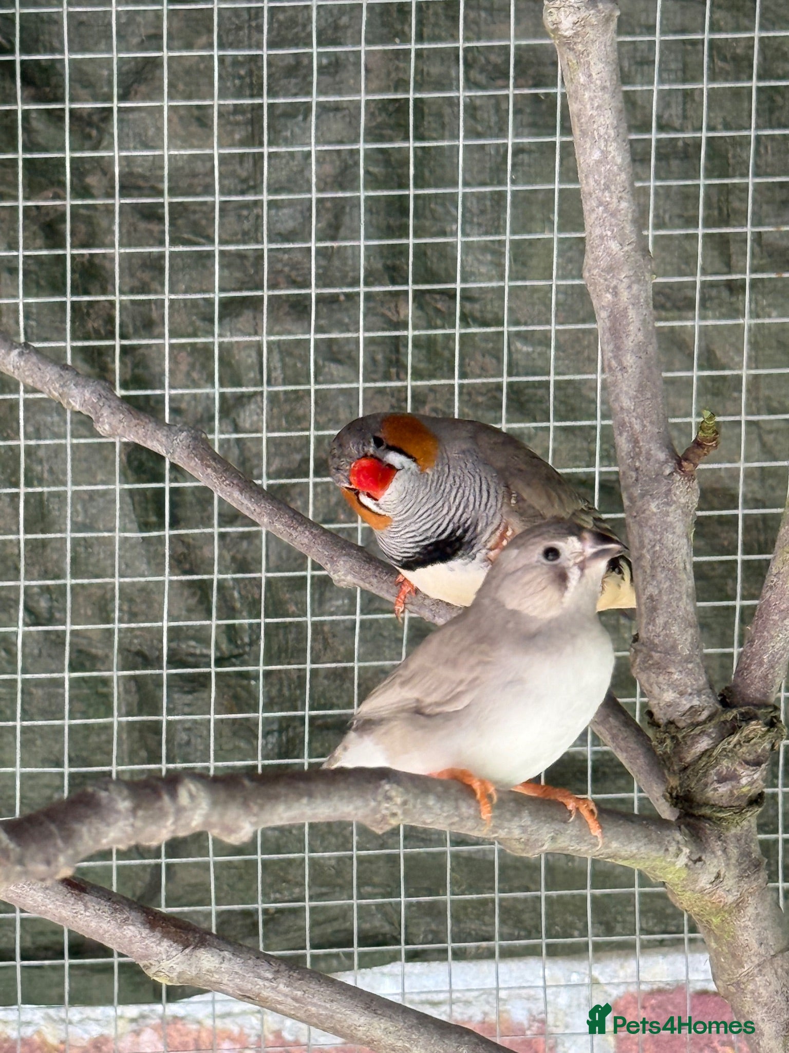 Finches birds Zebra finches - Advert 3