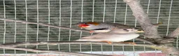 Finches birds for sale: Zebra finches - Advert 1