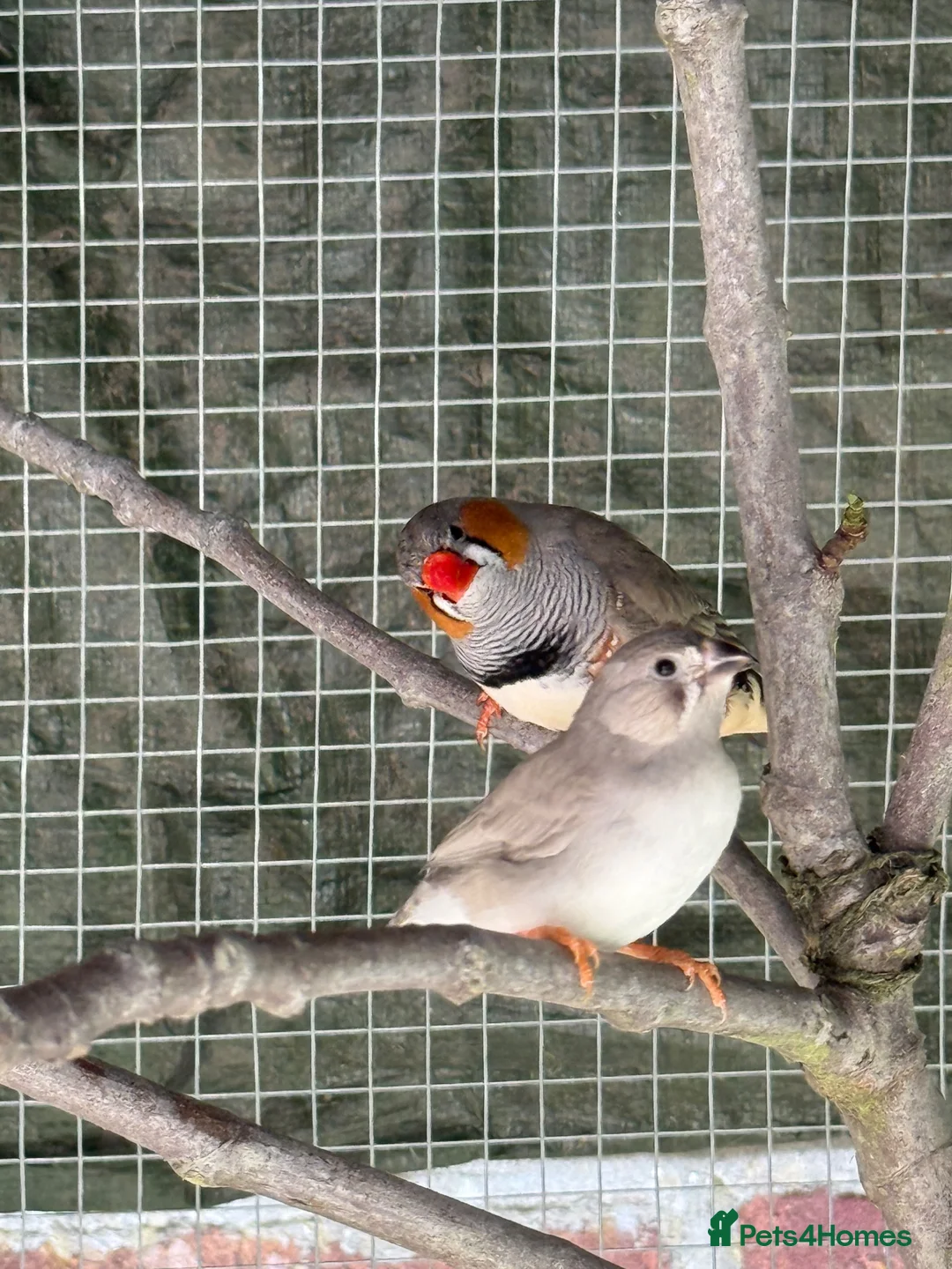 Finches birds for sale: Zebra finches - Advert 1