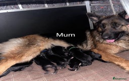 German Shepherd dogs for sale: Beautiful purebred German shepherd puppies - Image 3