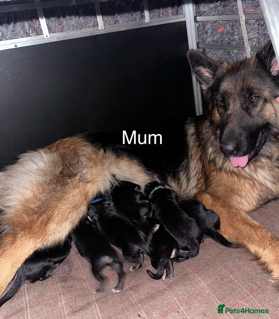 German Shepherd dogs for sale: Beautiful purebred German shepherd puppies - Image 3