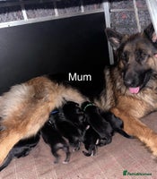 German Shepherd dogs - Advert 7