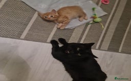 Bengal cats for sale: ** Stunning 😍 2 kittens left ** - Advert 11