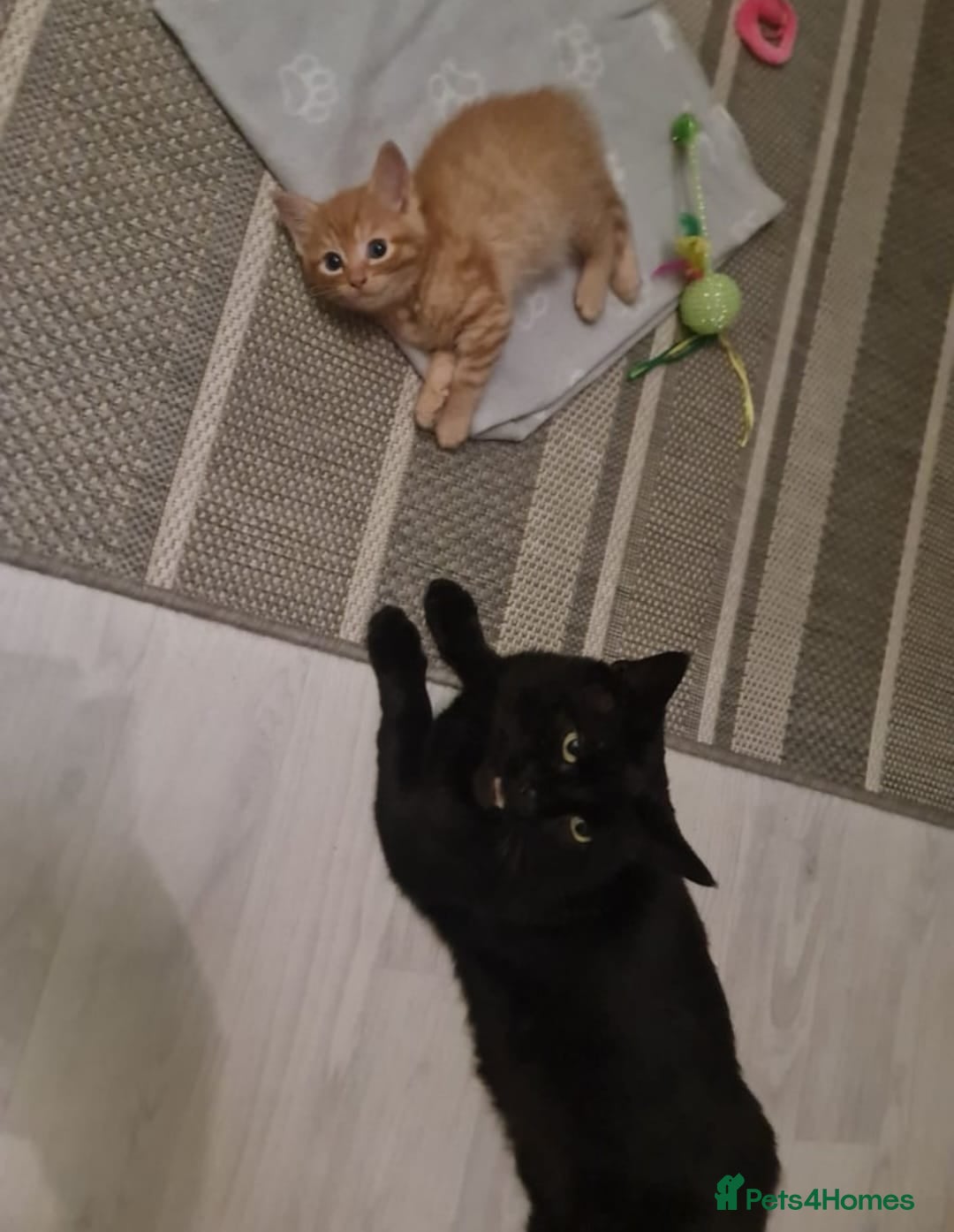 Bengal cats for sale: ** Stunning 😍 2 kittens left ** - Advert 11