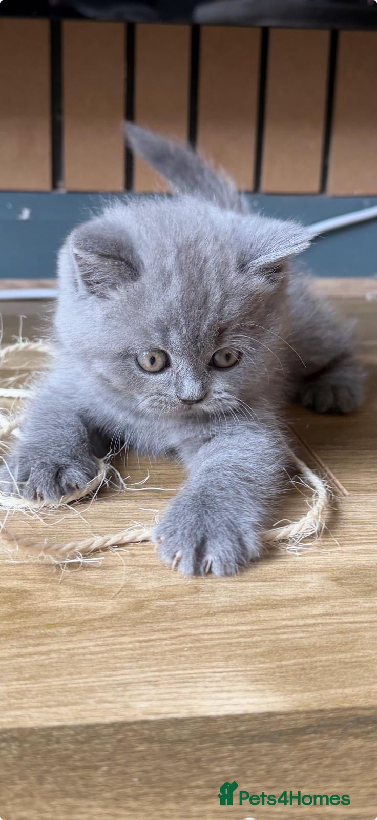 British Shorthair cats British Shorthair Teddys 🐻 Cinnamon now reserved! - Advert 17