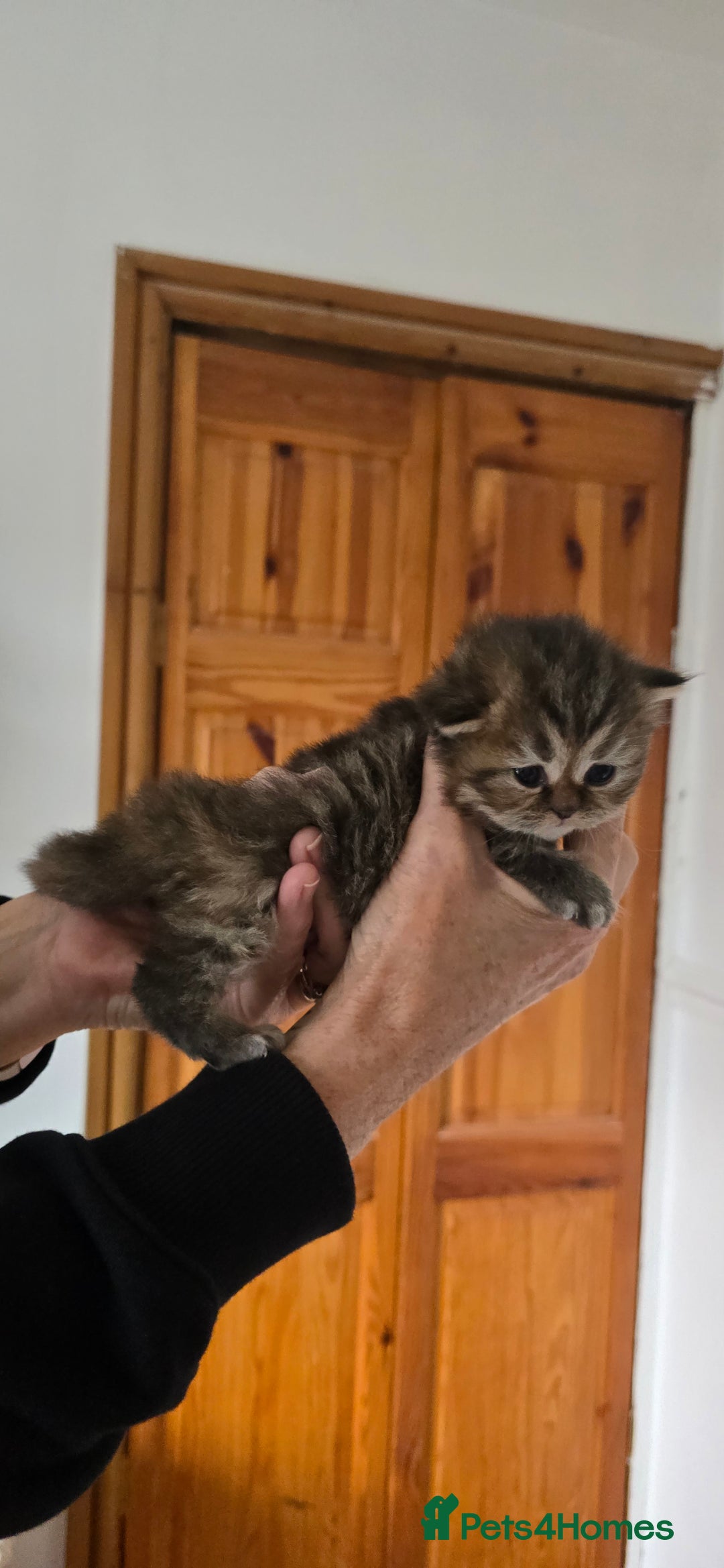 British Longhair cats for sale: 💙🩷 stunning British longhair 💙🩷 - Image 5