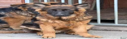 German Shepherd dogs for sale: Long coat German Shepherd - Advert 19