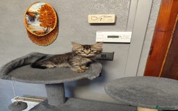 Mixed Breed cats for sale: Beautifully kittens ready for new home - Image 22