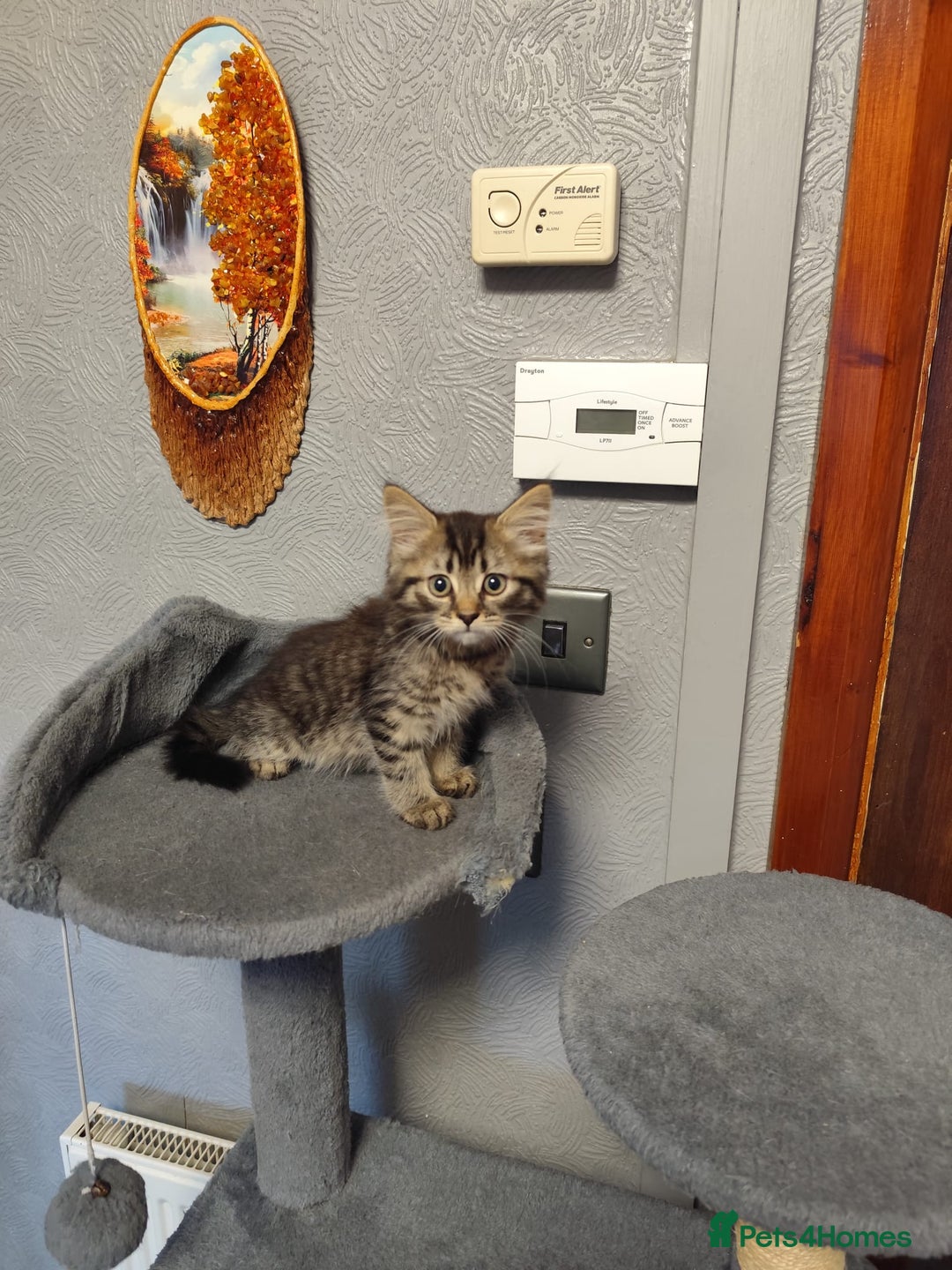 Mixed Breed cats for sale: Beautifully kittens ready for new home - Image 22