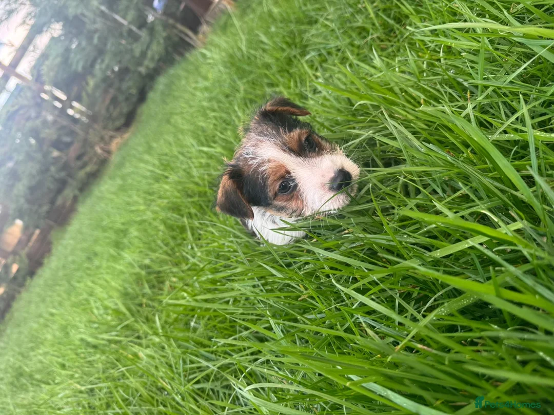 Jack Russell dogs for sale: 3 male tricolour long haired jackrussel puppies  - Advert 7