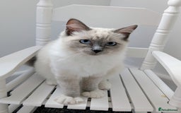 Ragdoll cats for sale: SPECIAL OFFER! Gccf *Only Male Ragdoll  - Image 2