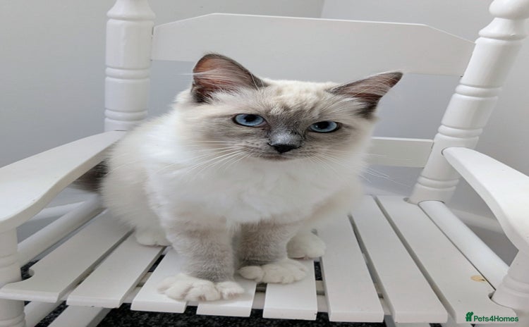 Ragdoll cats - Advert 13