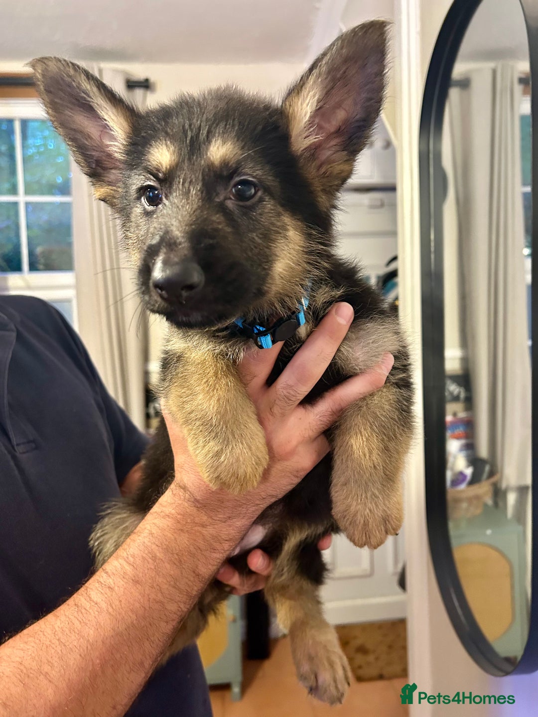 German Shepherd dogs for sale: 6 Beautiful straight back German Sheperd puppies  - Advert 15