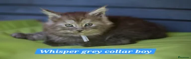 Maine Coon Kitten 3