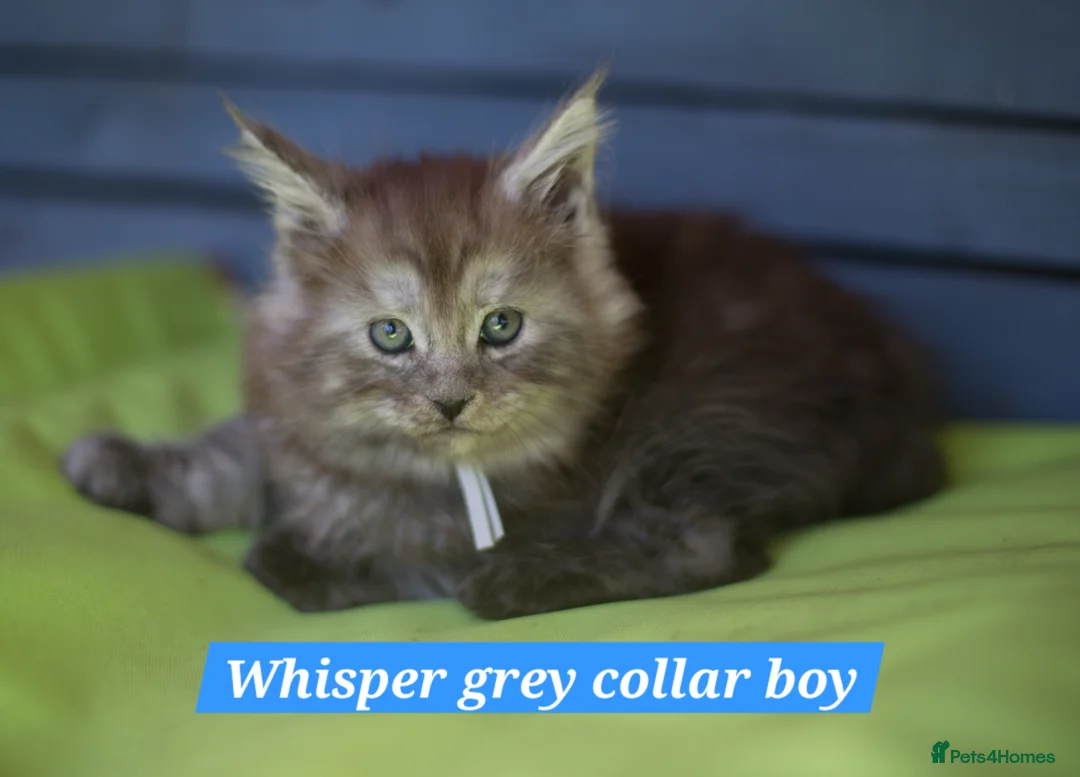 Maine Coon cats for sale: Beautiful fluffy Maine Coon pedigree kittens - Advert 24