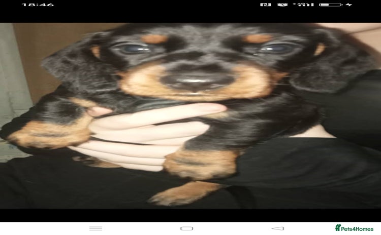Dachshund dogs - Advert 5