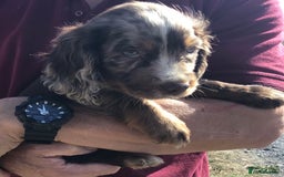 Cocker Spaniel dogs for sale: Whitchurch, Shropshire. Cocker Spaniel Puppies - Image 9