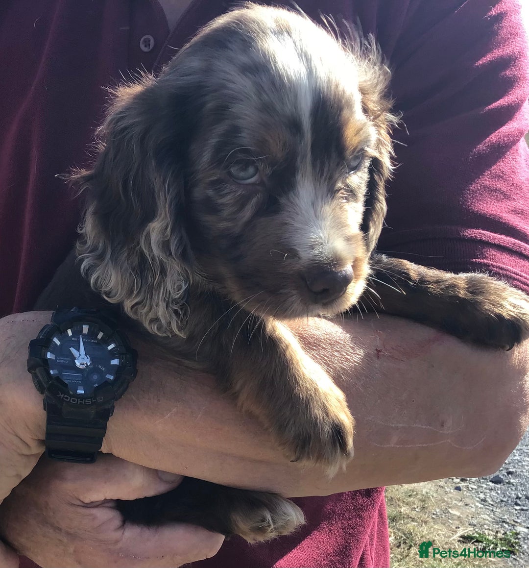 Cocker Spaniel dogs for sale: Whitchurch, Shropshire. Cocker Spaniel Puppies - Image 9