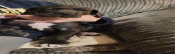 Great Dane dogs for sale: Only 2 beautiful Great Dane girls left. Ready now - Advert 22