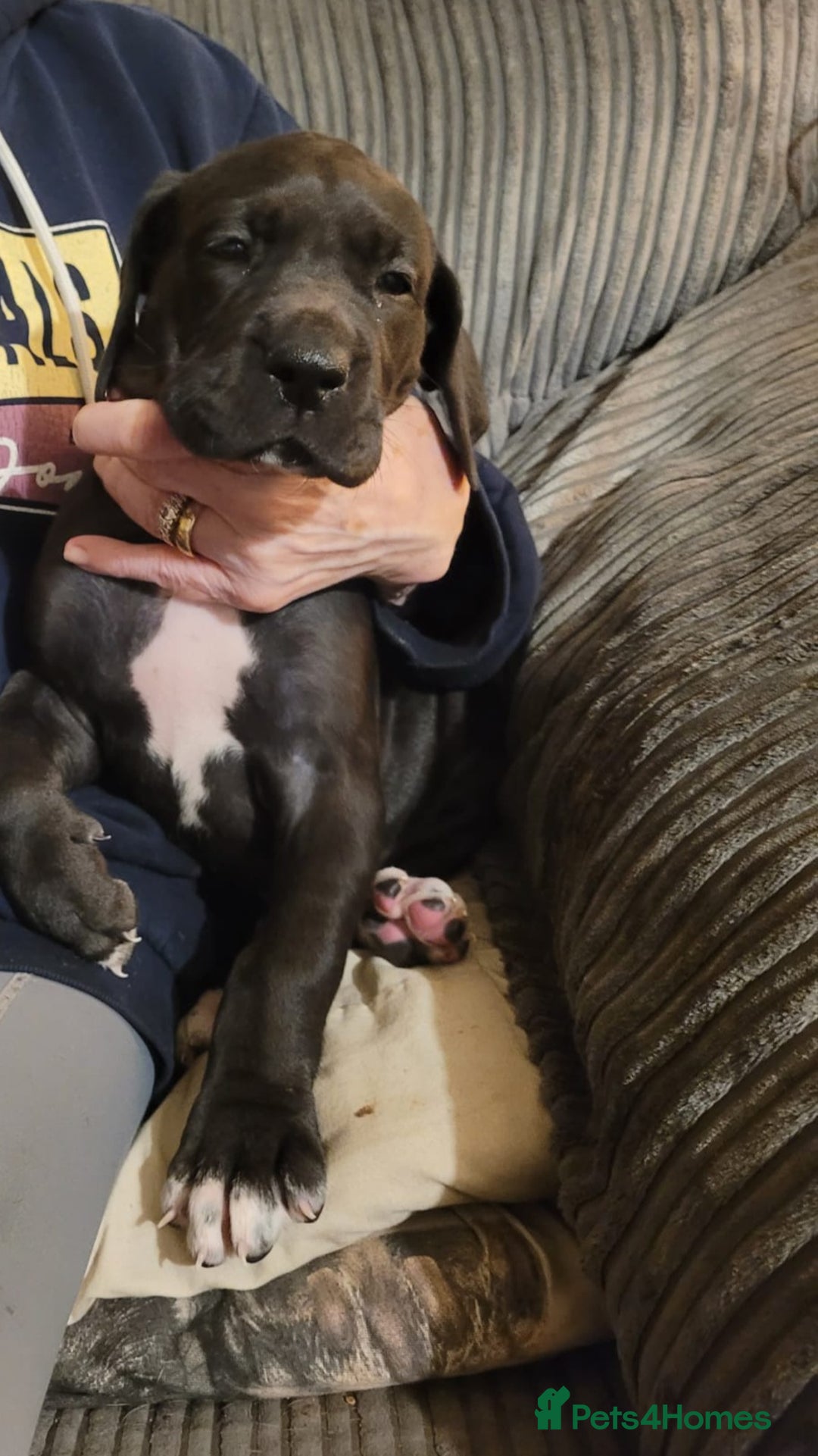 Great Dane dogs for sale: Only 2 beautiful Great Dane girls left. Ready now - Advert 22