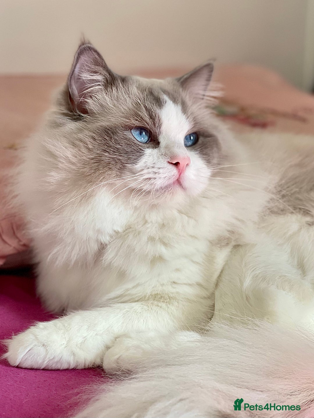 Ragdoll cats for sale: Retired King Ragdoll – Blue Point Bicolour - Advert 1