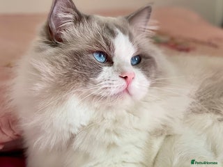 Ragdoll cats Retired King Ragdoll – Blue Point Bicolour - Advert 3